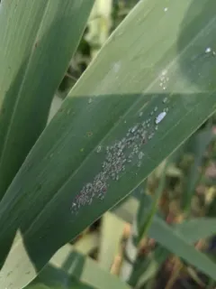 Mealy Plum Aphid thumbnail 3