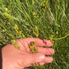 pointed broom sedge thumbnail 3