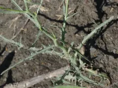 Desert Skeletonplant thumbnail 2