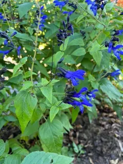 Anise-scented sage thumbnail 3
