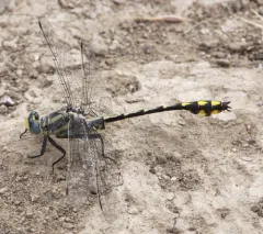 Columbia Clubtail thumbnail 2