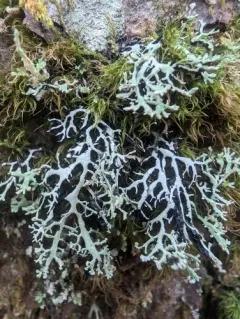 Brownish Monk's-hood Lichen thumbnail 3