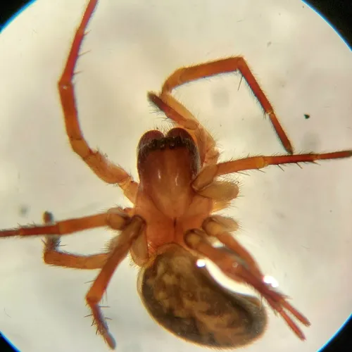 Cybaeopsis tibialis