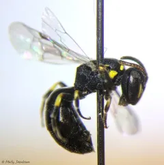 Little Masked Bee thumbnail 4