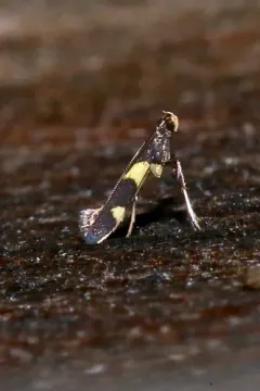 Caloptilia cornusella thumbnail 1