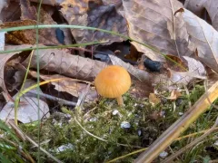 ribbed bell thumbnail 3