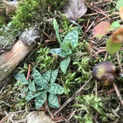 lesser rattlesnake plantain thumbnail 4