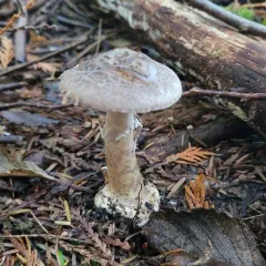 Grey-veiled Amanita thumbnail 2