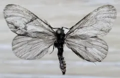 Hyaloscotes fragmentella thumbnail 3