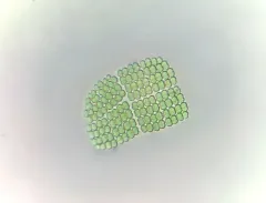 Merismopedia elegans thumbnail 3