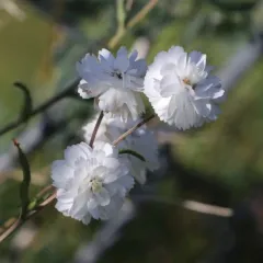 Sneezewort thumbnail 4