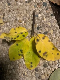 Pseudocercospora fuliginosa thumbnail 1