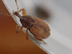 Clover Head Weevil thumbnail 4