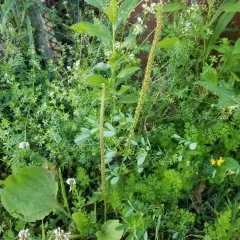 American plantain thumbnail 3