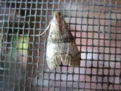 Sycamore Webworm Moth thumbnail 4
