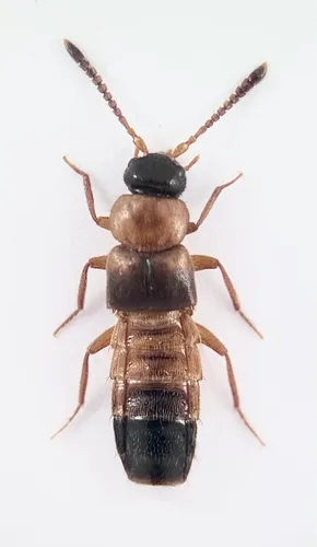 Pella gesneri