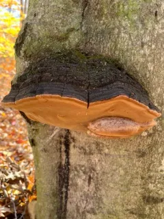 Phellinus everhartii thumbnail 3