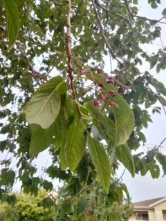 Manchurian Cherry thumbnail 3