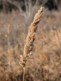 Nuttall's Reedgrass thumbnail 4
