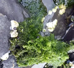 Green pin-cushion alga thumbnail 3