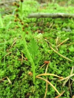 spathulate moonwort thumbnail 1