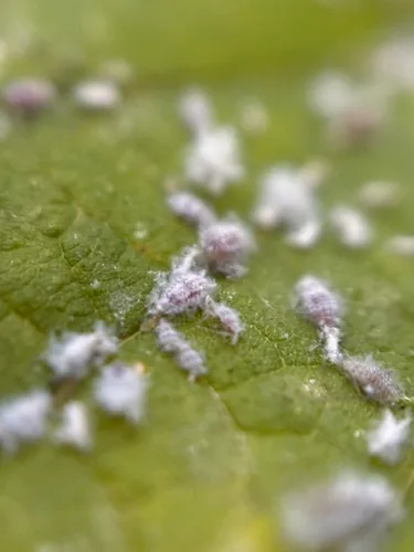 Asian Woolly Hackberry Aphid