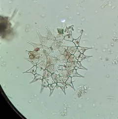 Monactinus simplex thumbnail 4