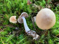 Cortinarius clintonianus thumbnail 3