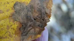 Hophornbeam Blotchminer thumbnail 4