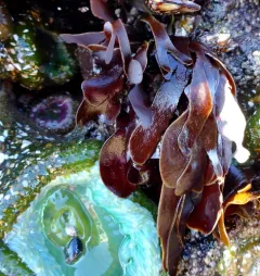 Dilsea californica thumbnail 4