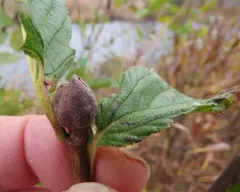 Dasineura serrulatae thumbnail 1