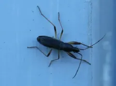 Martian Seed Bug thumbnail 3