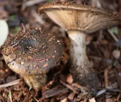 Ugly Milkcap thumbnail 3