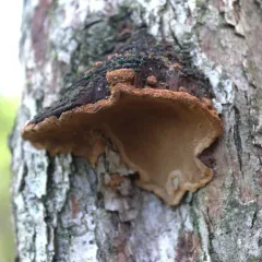 Phellinopsis conchata thumbnail 4