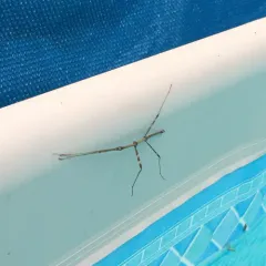 Northern Walkingstick thumbnail 2