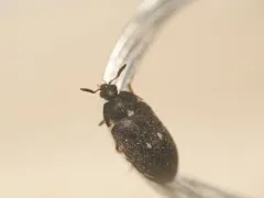 Two-spotted Carpet-beetle thumbnail 1