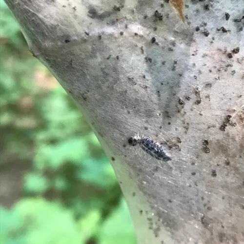 Tent Caterpillar Mummy Wasp
