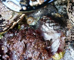 Plocamium violaceum thumbnail 3
