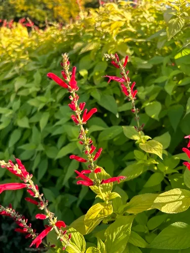Pineapple Sage