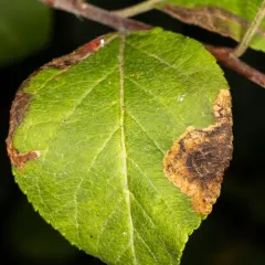 Common Fruit-tree Pigmy thumbnail 4