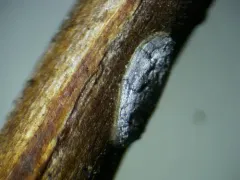Didymium dubium thumbnail 3
