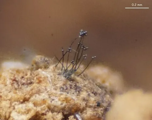 Acrogenospora sphaerocephala