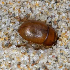 Ciliate Dune Beetle thumbnail 3