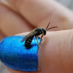 Orange-legged Furrow Bee thumbnail 4