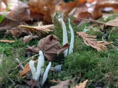 Clavaria falcata thumbnail 3