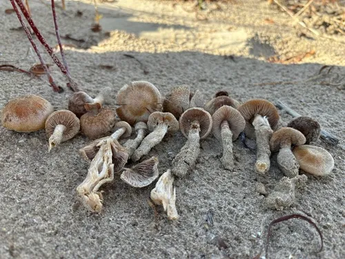 Hebeloma colvinii