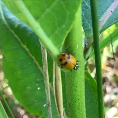 Glacial Lady Beetle thumbnail 2