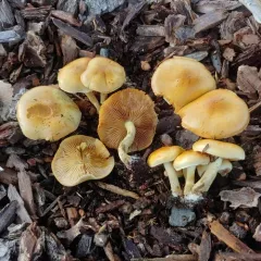 Slender Pholiota thumbnail 3