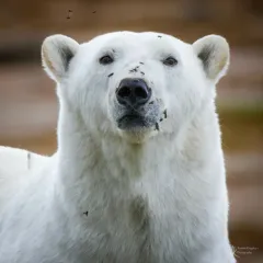 Polar Bear thumbnail 3