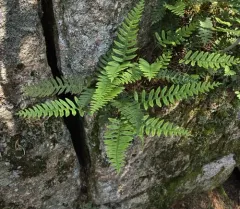 Appalachian rockcap fern thumbnail 4